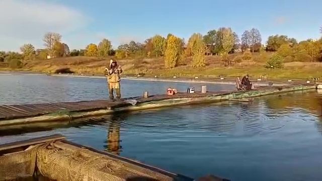 Сытый Кот смотреть онлайн