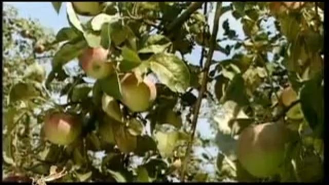 Travel to the apple country part 1 смотреть онлайн