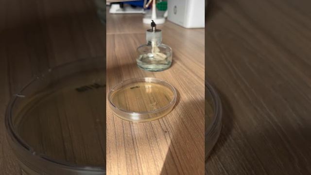 Bottled Water And Microbes.