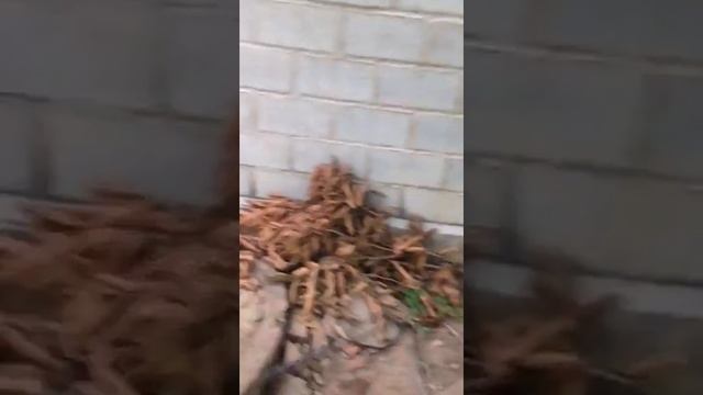 GAC FRUIT FACTORY - VIET DELTA CORPORATION смотреть онлайн