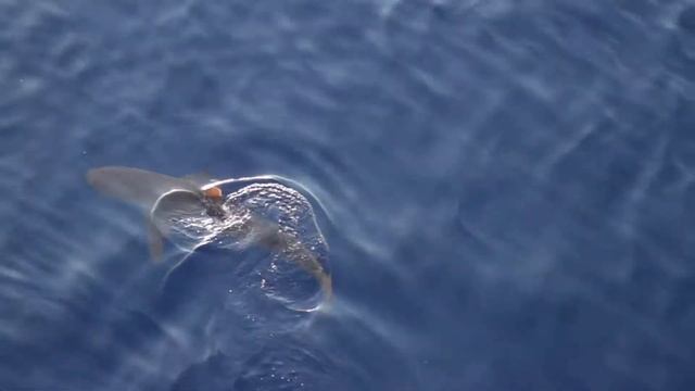 Акулы 3 смотреть онлайн