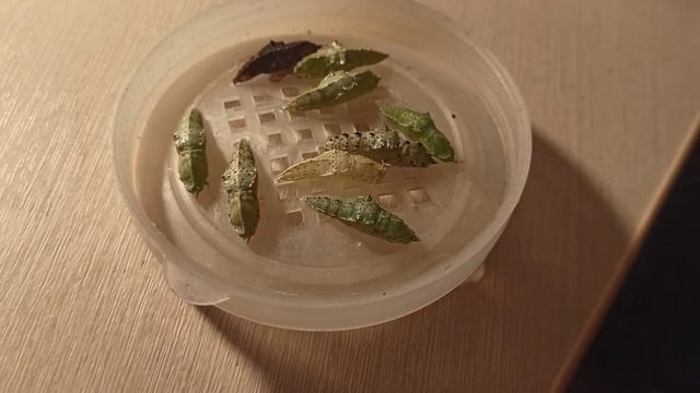 Бабочка вылупилась!