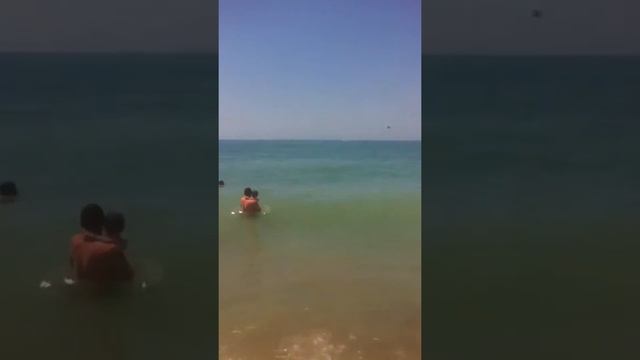 Дельфины близко, с. Дивноморское смотреть онлайн