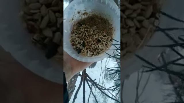 Синички смотреть онлайн