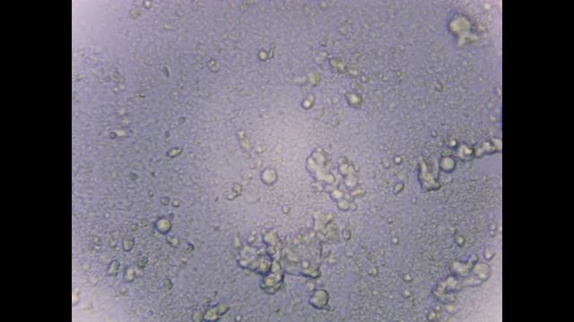 Сыр закисший х400 смотреть онлайн