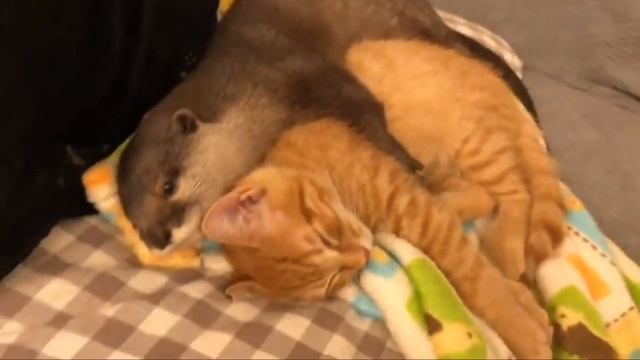 KETIKA BERANG BERANG DAN KUCING AKUR смотреть онлайн