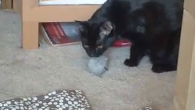 Lincoln the Lab trapped in a cat смотреть онлайн