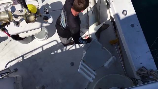 Shark Fishing Fort Lauderdale 2016 caught and released. смотреть онлайн
