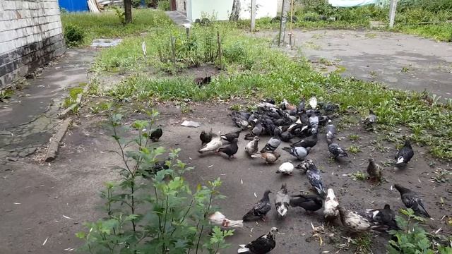 Чёрный кот ловит голубей 2017 смотреть онлайн