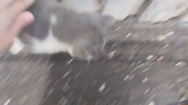 Добрый кот вылезала из подвала ул. Косарева 5 к 2 смотреть онлайн