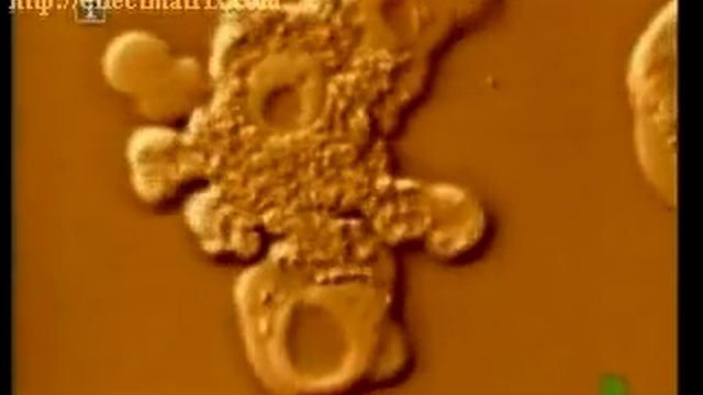 Микроскоп Левенгука