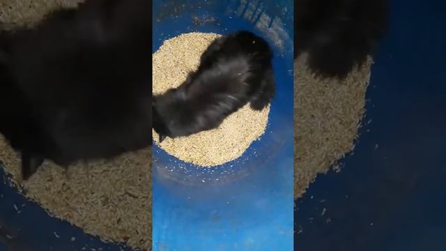 Вотак надо ловить мышей смотреть онлайн