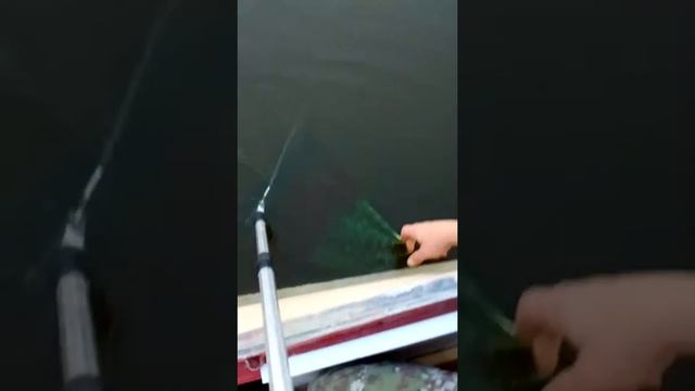 Братан сомика поймал смотреть онлайн