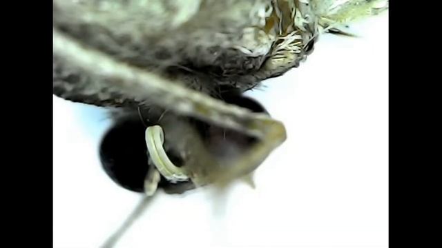 Мотылёк под микроскопом смотреть онлайн