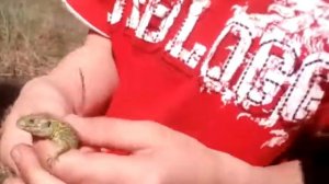 Как ловить ящериц #6!