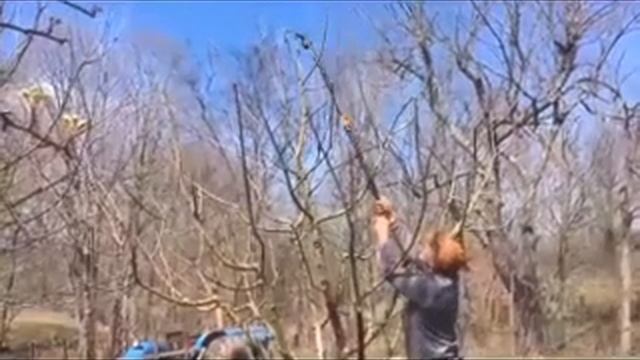 Pruning Apple Trees смотреть онлайн