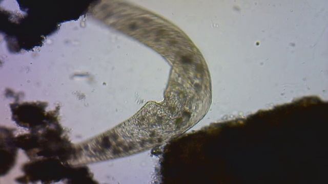 Microscopic Organisms Ep1 смотреть онлайн