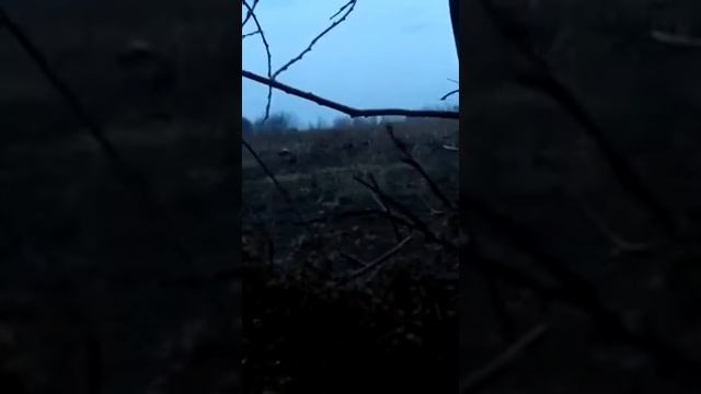 Тетерев на току смотреть онлайн