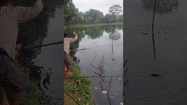 Setu Burung....Strike ikan nila babon joran pun melengkung tajam sobat...itu lah yg di nanti" смотреть онлайн