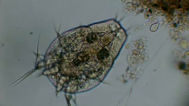 Циклоп (лат. Cyclopoida) Cyclops Sp., стадия личинки, Nauplius