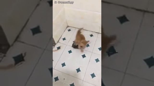 Котенок ловит крысу смотреть онлайн