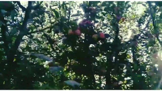 Apple garden in Kashmir || Apple garden of Kashmir || SD Vlog смотреть онлайн