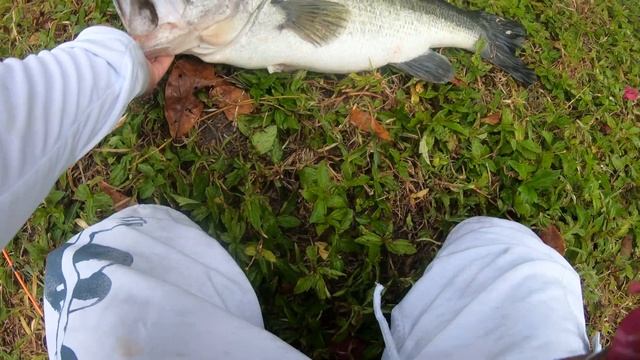 largemouth bass !!!not today!!! смотреть онлайн