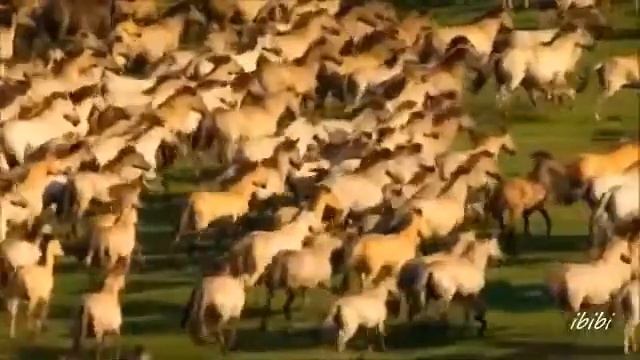 Самая хорошая песня успакаивает смотреть онлайн