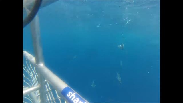 Sharks 2015 смотреть онлайн