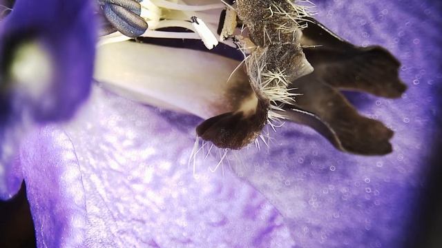 Mikroskop RH-2000 - 3D Rotační Hlava - Květ