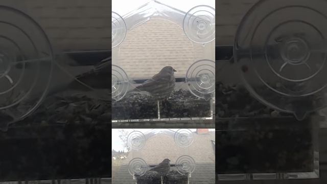 #WingedHarmonyPNW #SongbirdSerenade #Cam #FeatheredFrontiers #ExploreNature #BirdsArentReal смотреть онлайн