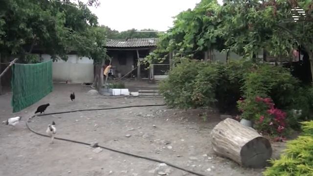 В Гахе дома вынужденных переселенцев заполонили ядовитые змеи смотреть онлайн