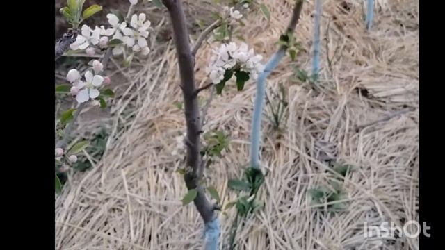 Timing of Apple🍎🍎🍎🍎 Tree Bloom! смотреть онлайн