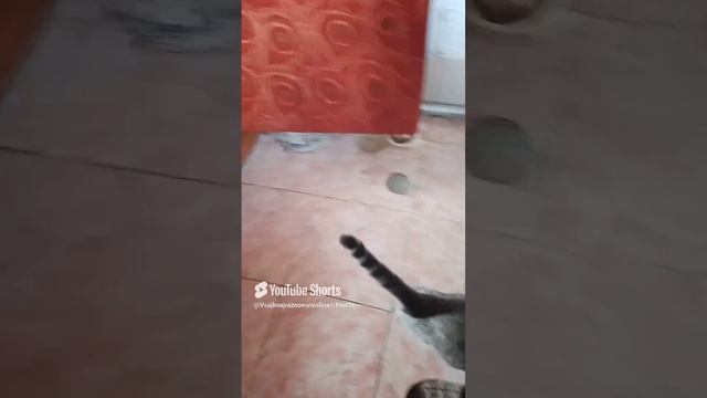 Буся обожает яйцо, бежит как слышит стук яйца🐱 смотреть онлайн