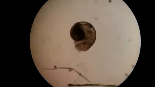 N?co - mikroskop смотреть онлайн