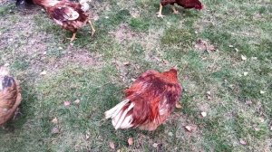 Ред бро - красный бройлер. Мясо- яичная порода.