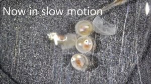 Вылупление рыб из икринок под микроскопом