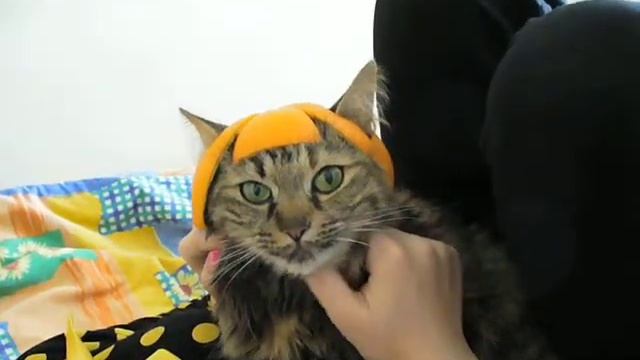 Кошка в шапочке смотреть онлайн