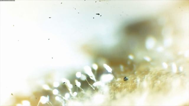 (1) mold life under microscope смотреть онлайн