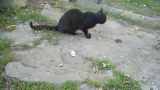 Ангел с мышкой смотреть онлайн