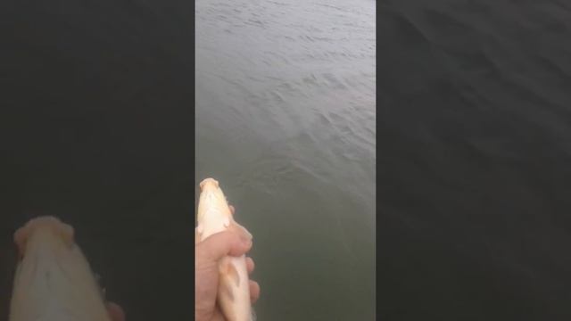 Отпуск карпиков детей не берите пожалуйста. смотреть онлайн