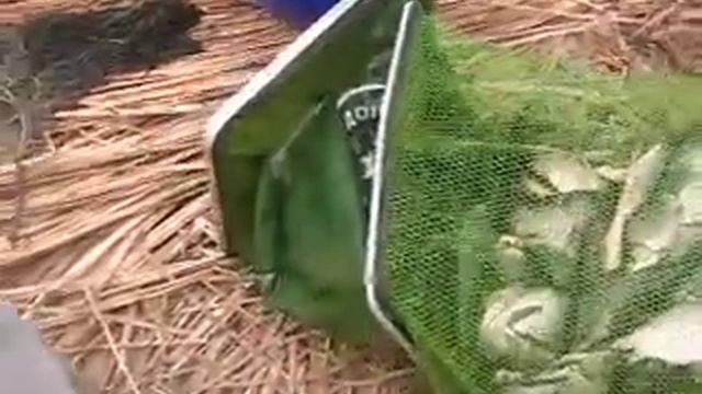 как ловили карася руками смотреть онлайн