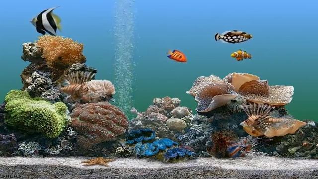 [HDTVBank] 아쿠아리움 스크린 세이버 캡쳐 (Aquarium Screensaver Capture) XviD [16;9화면] смотреть онлайн