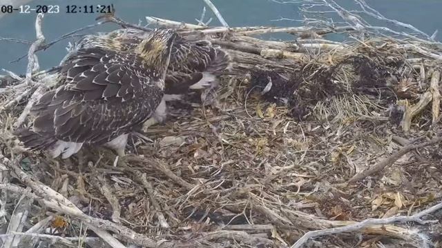 Port Lincoln Osprey 08 12 2023 2 ~ Mama upuściła🙄 dużą rybę смотреть онлайн