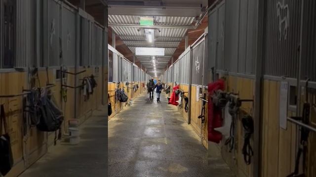 гуляем после прививки #конкур #хочуврек #compilation #рек #equestrian #спорт #animal #позитив смотреть онлайн