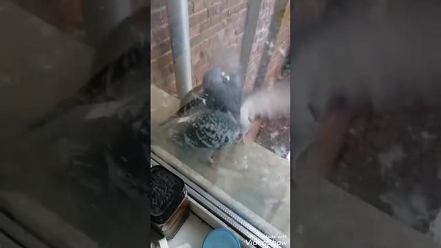 Бой голубей за хлебушек смотреть онлайн