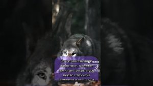 волк пример для всех