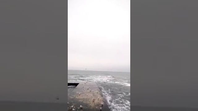 Чайки на лету ловят хлеб смотреть онлайн