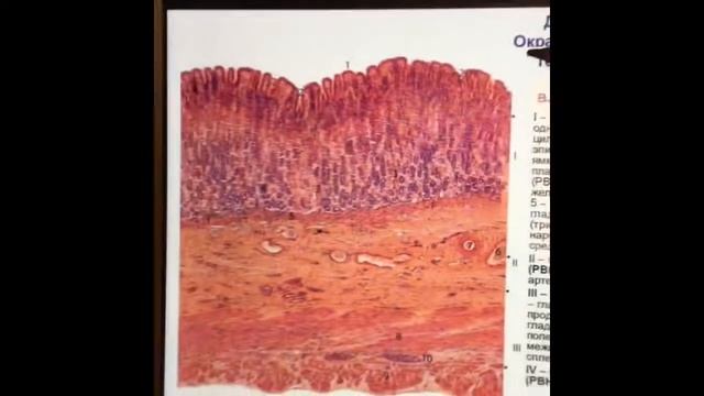 Гистология органов пищеварительной системы