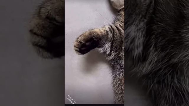 Второй сезон бесо*бинга